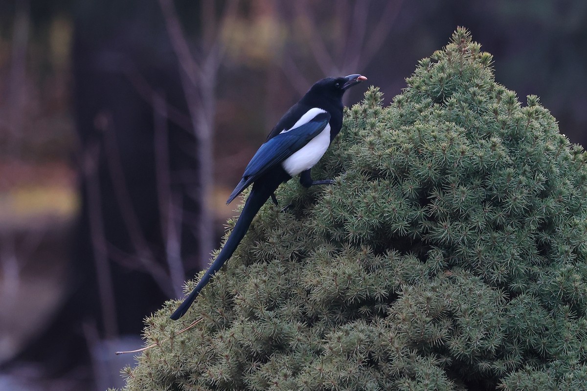 Black-billed Magpie - ML646863774
