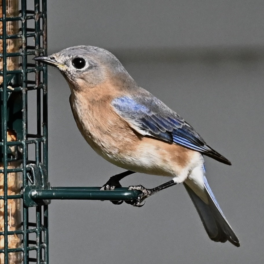 Azulejo Oriental - ML646863775