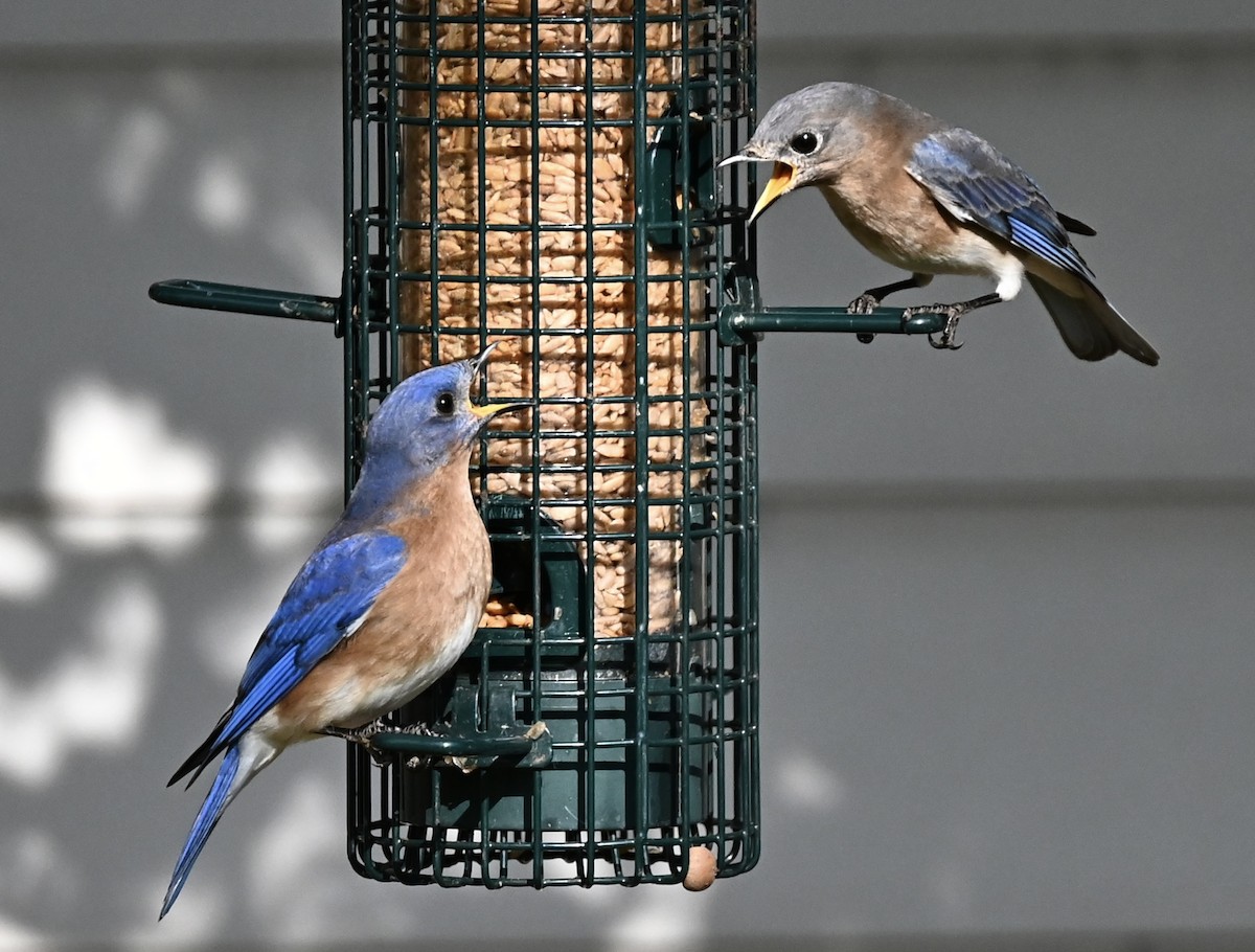 Azulejo Oriental - ML646863777