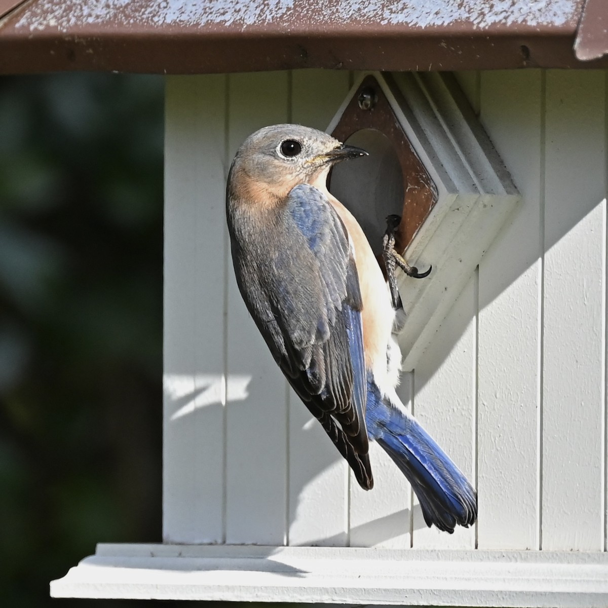 Azulejo Oriental - ML646863778