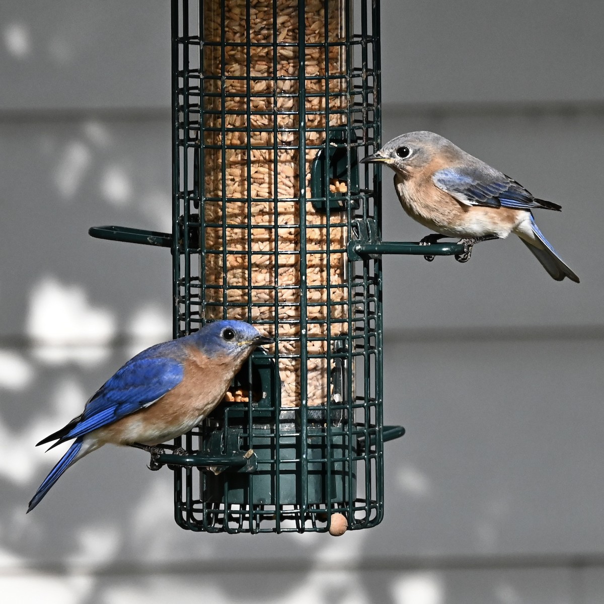 Azulejo Oriental - ML646863779