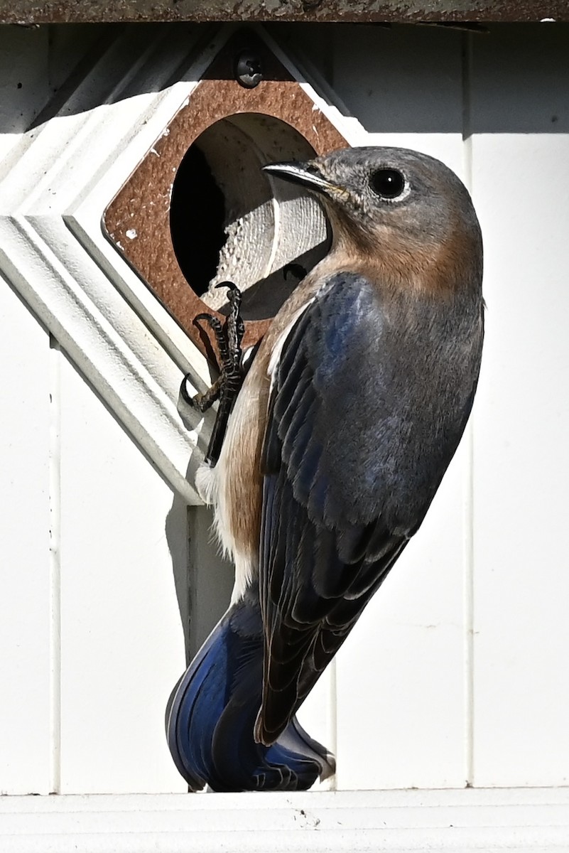 Azulejo Oriental - ML646863780