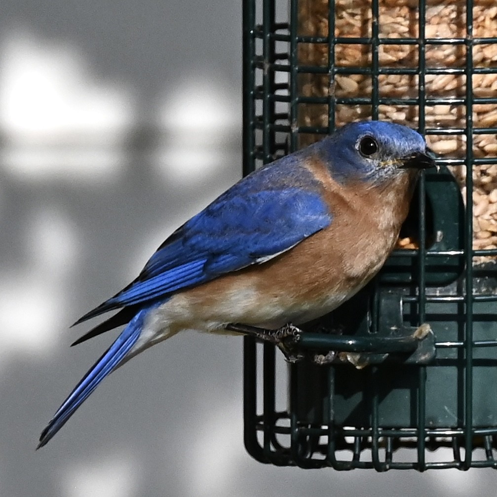 Azulejo Oriental - ML646863781