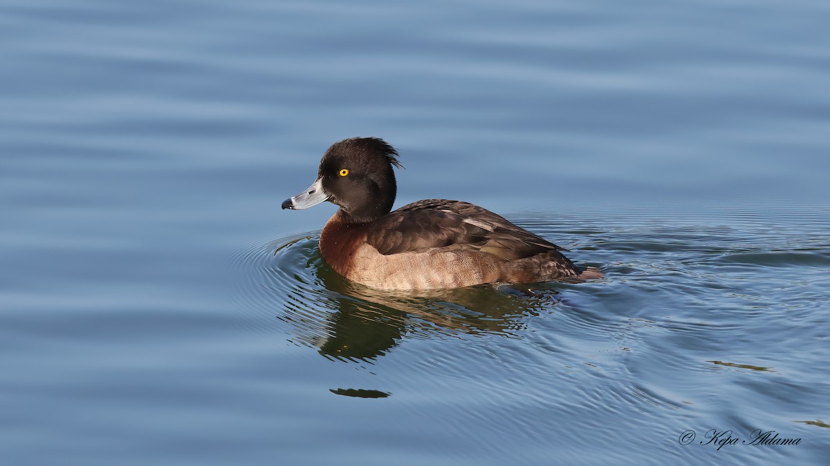 Tufted Duck - ML646863783