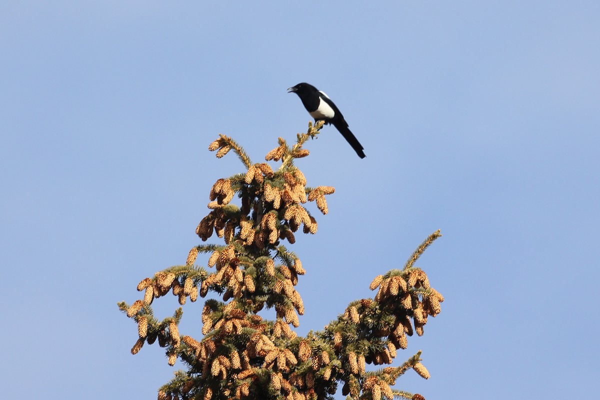 Black-billed Magpie - ML646863784