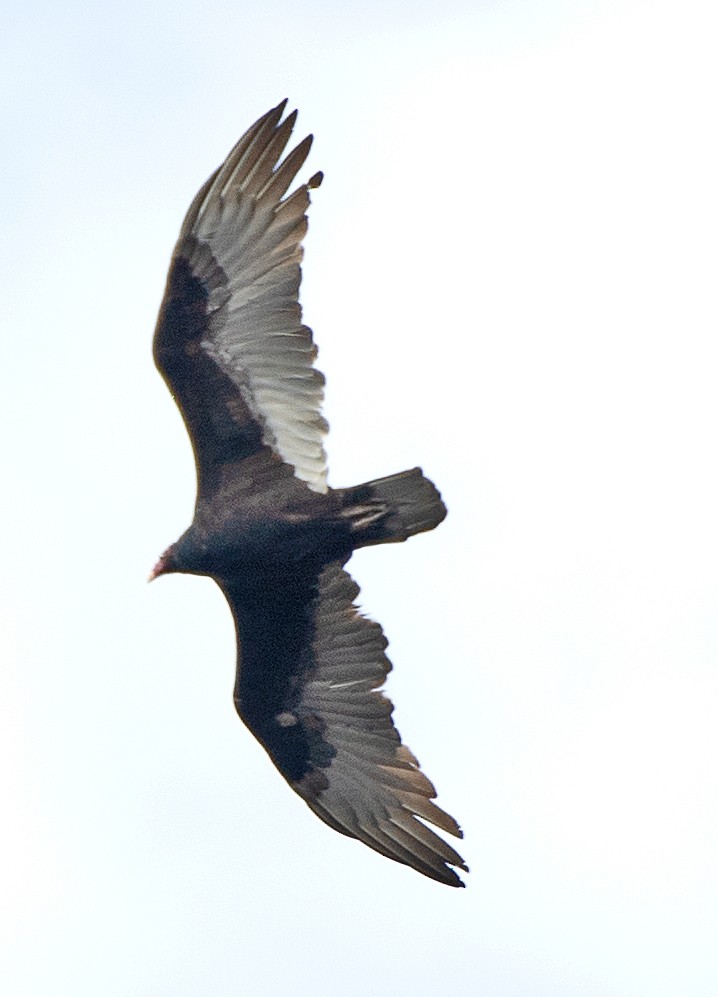 Turkey Vulture - ML646863786