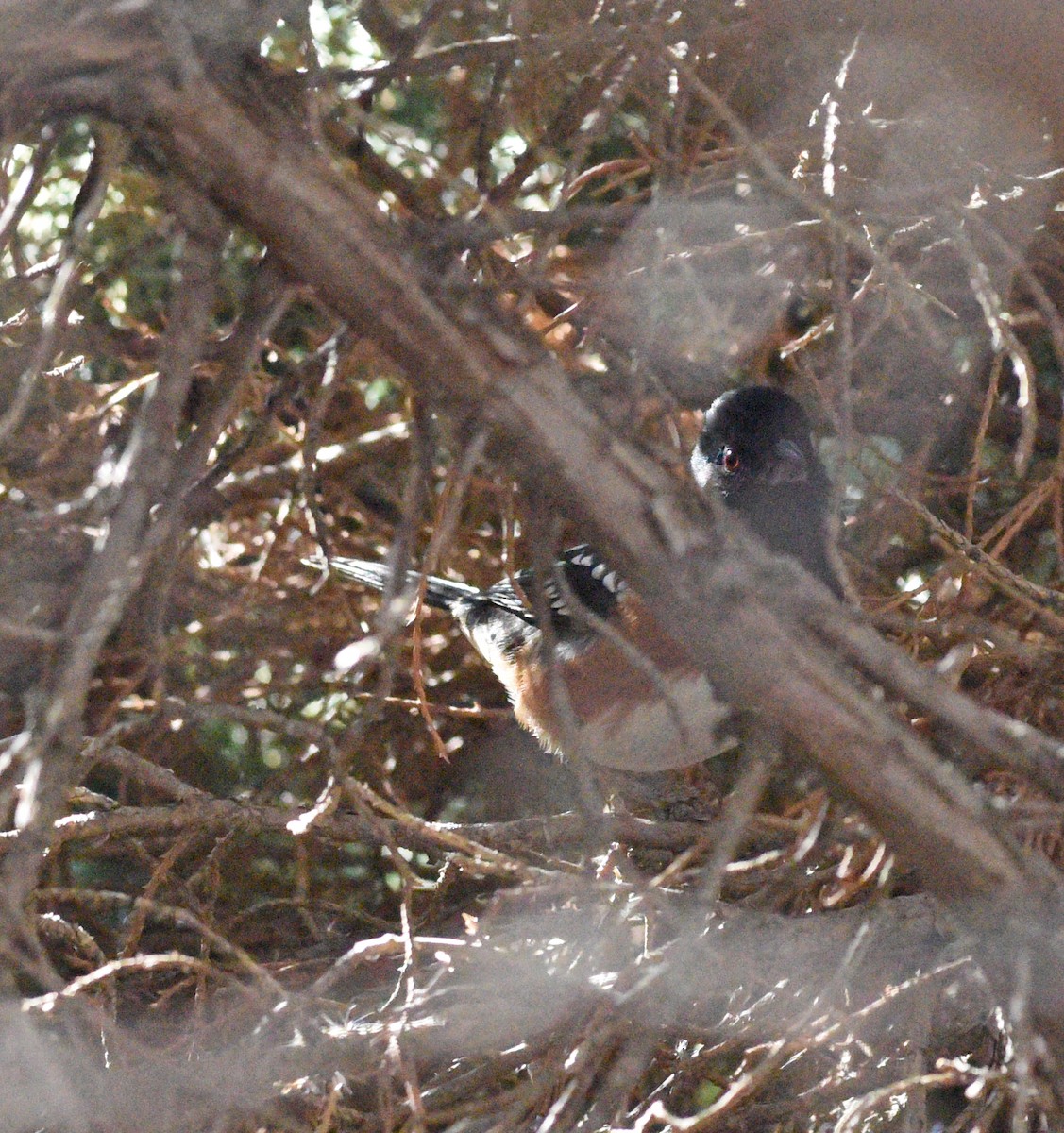 Spotted Towhee - ML646863791