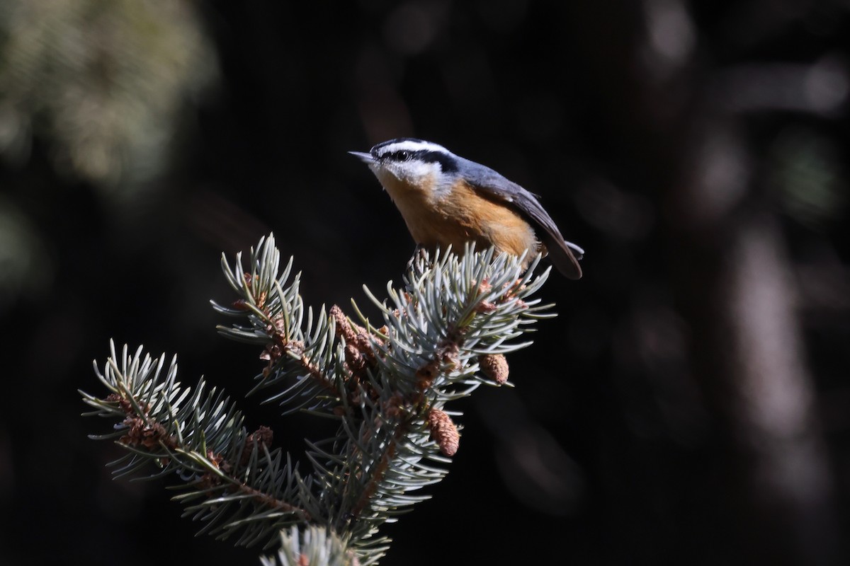 Trepador Canadiense - ML646863792