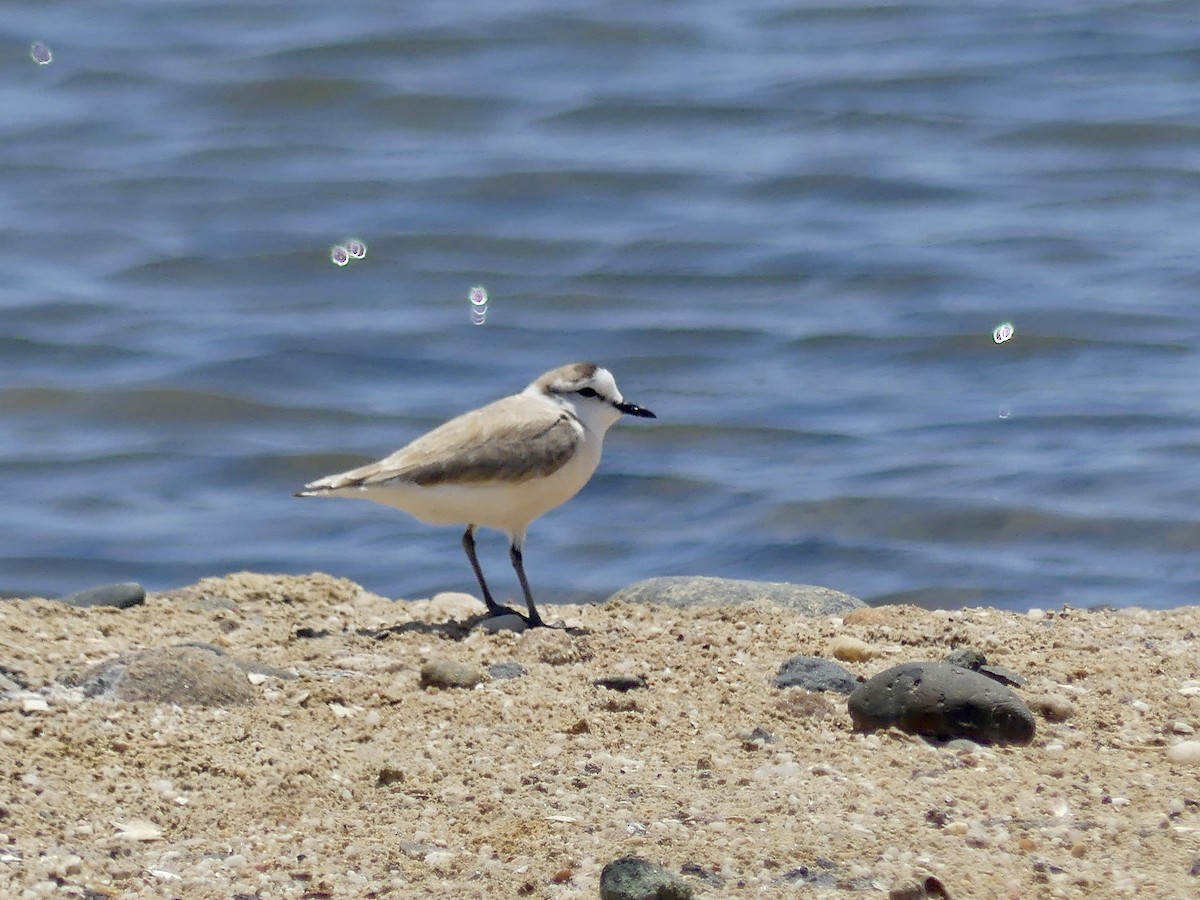 White-fronted Plover - ML646863793