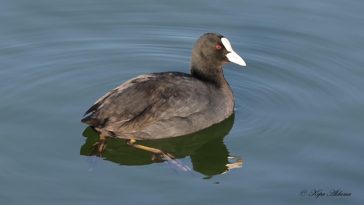 Eurasian Coot - ML646863796