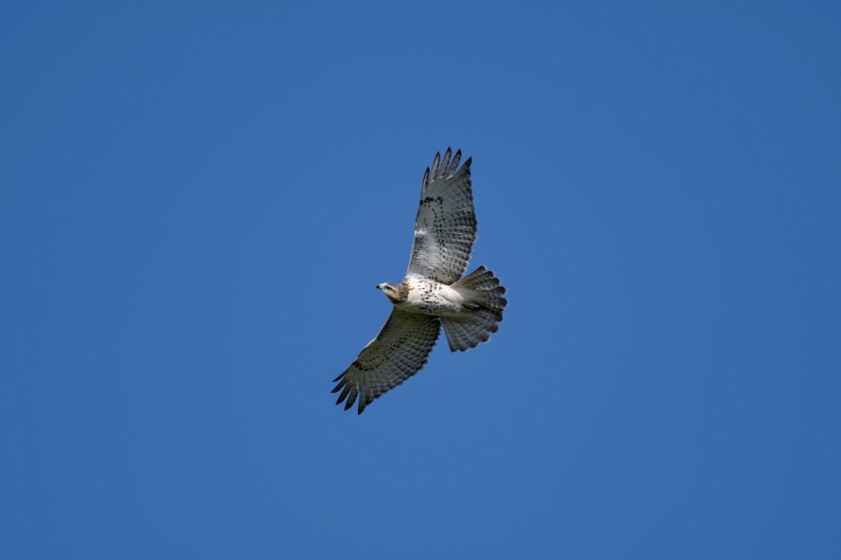 rødstjertvåk - ML646863799