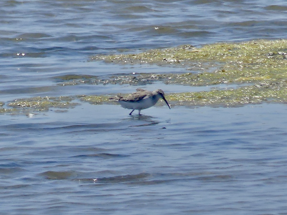 Piovanello comune - ML646863800