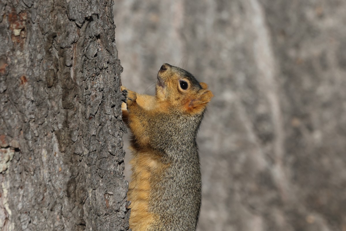 Ardilla zorra - ML646863803