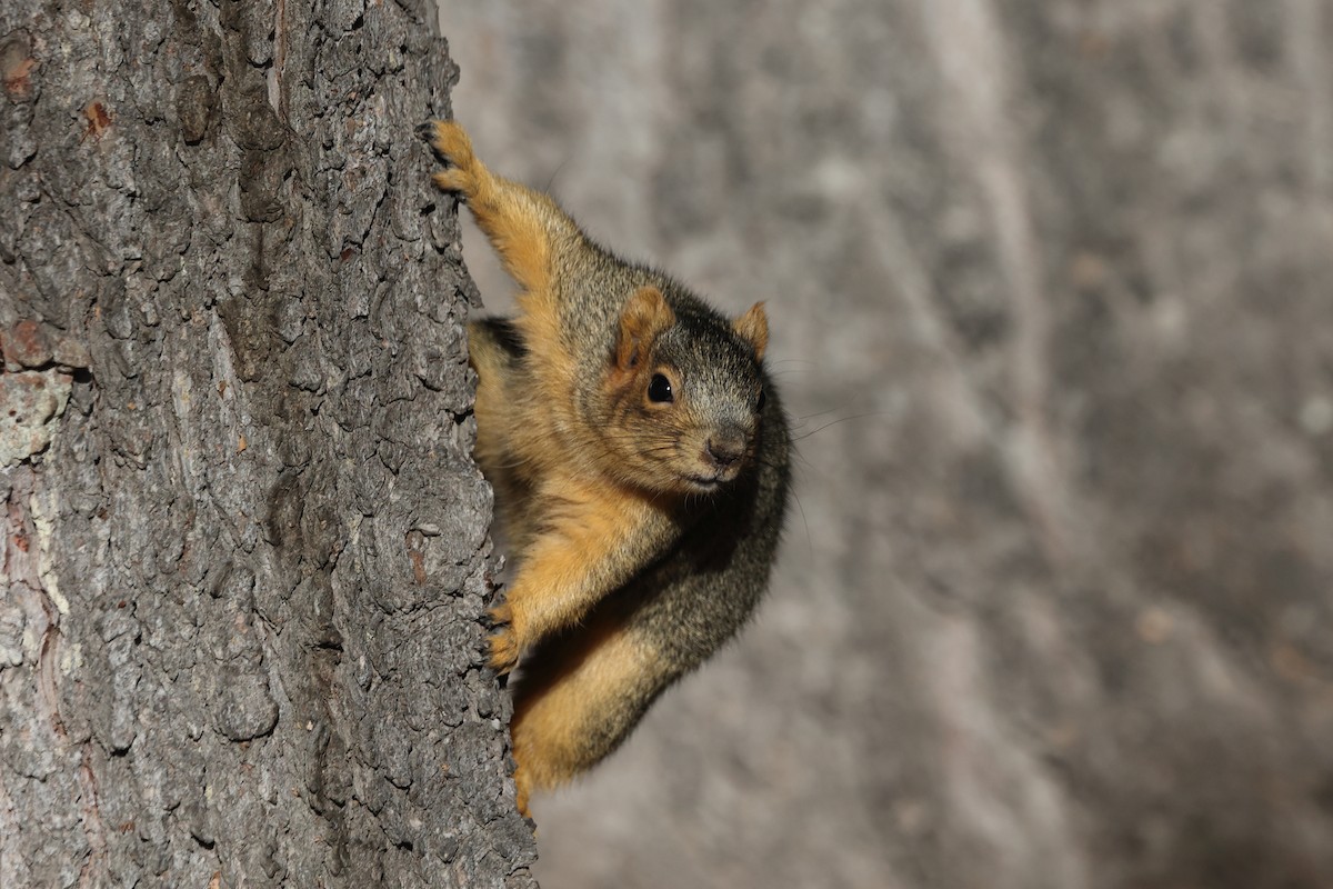 Ardilla zorra - ML646863804