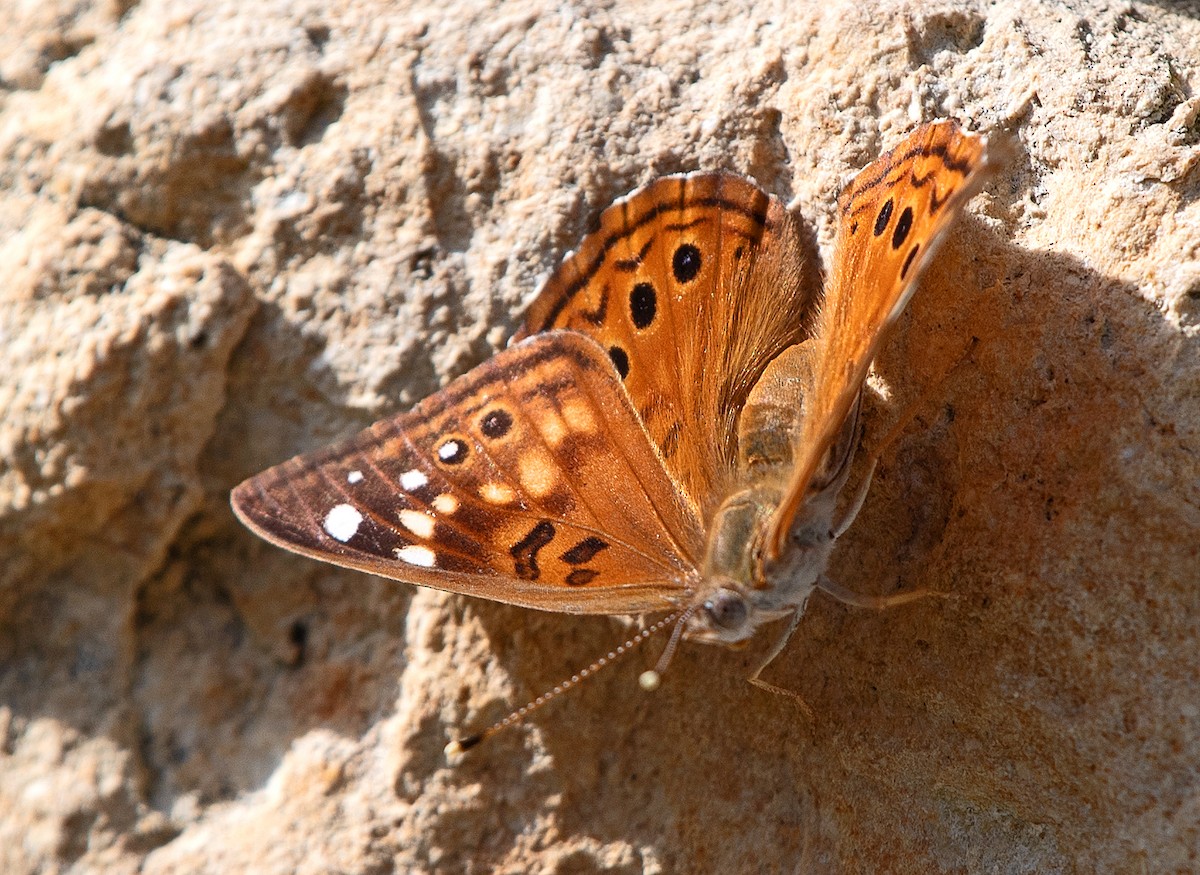 Hackberry Emperor - ML646863813