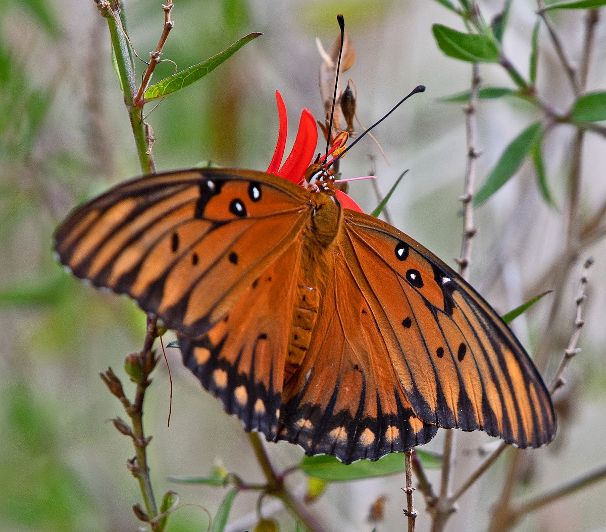 Gulf Fritillary - ML646863814