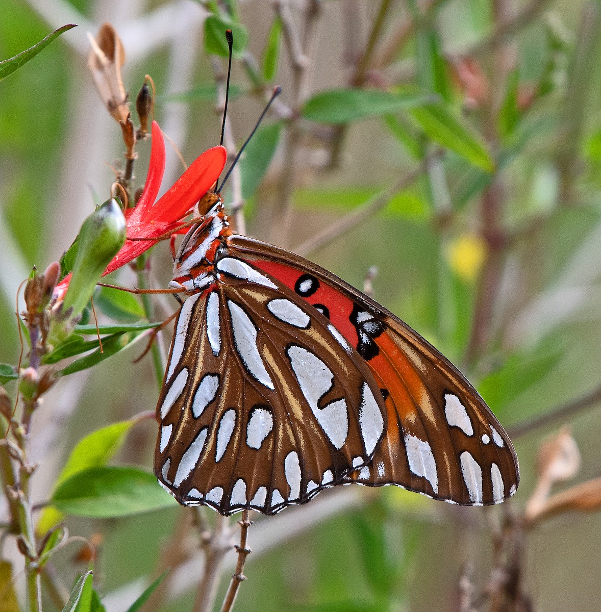 Gulf Fritillary - ML646863815