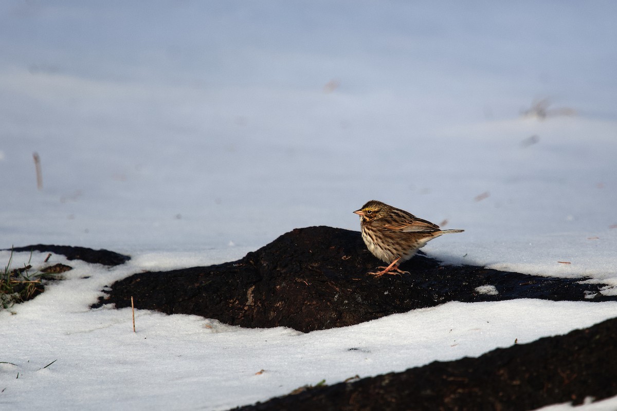 Savannah Sparrow - ML646863816