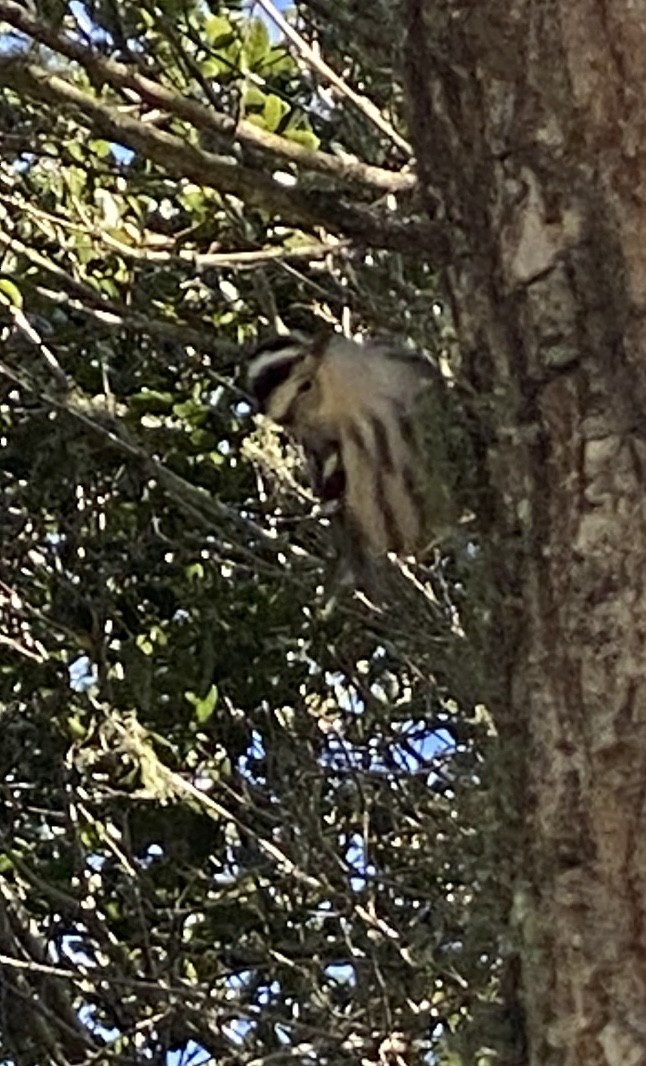 Reinita Trepadora - ML646863822