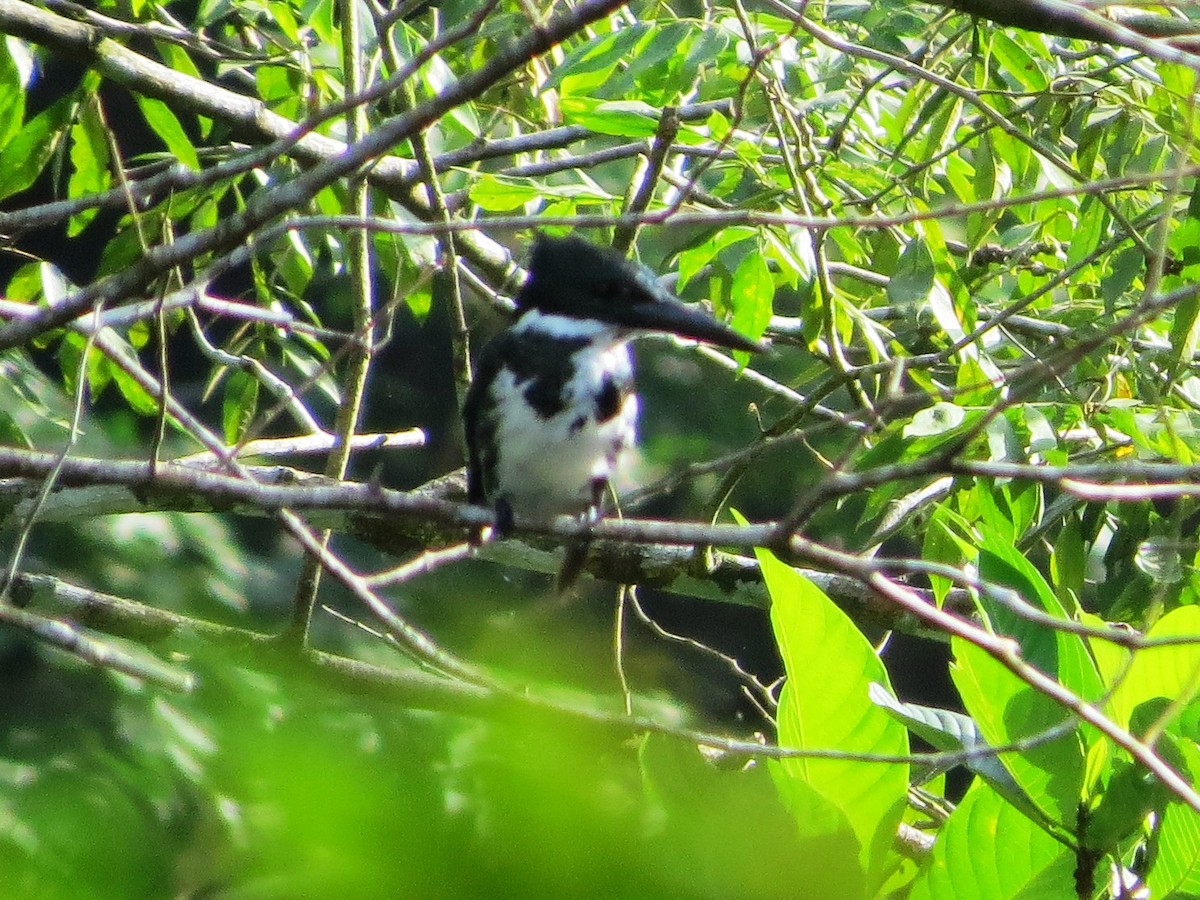 Amazon Kingfisher - ML646863824