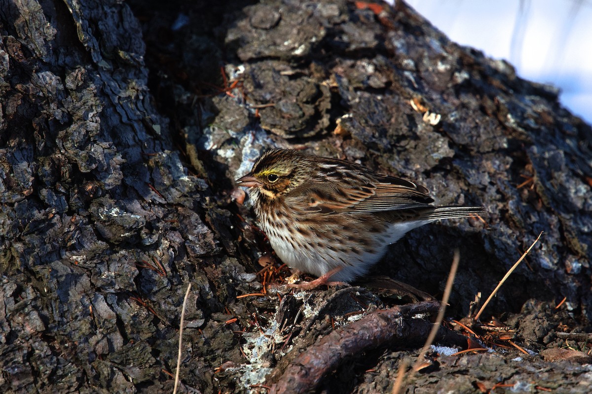 Savannah Sparrow - ML646863829