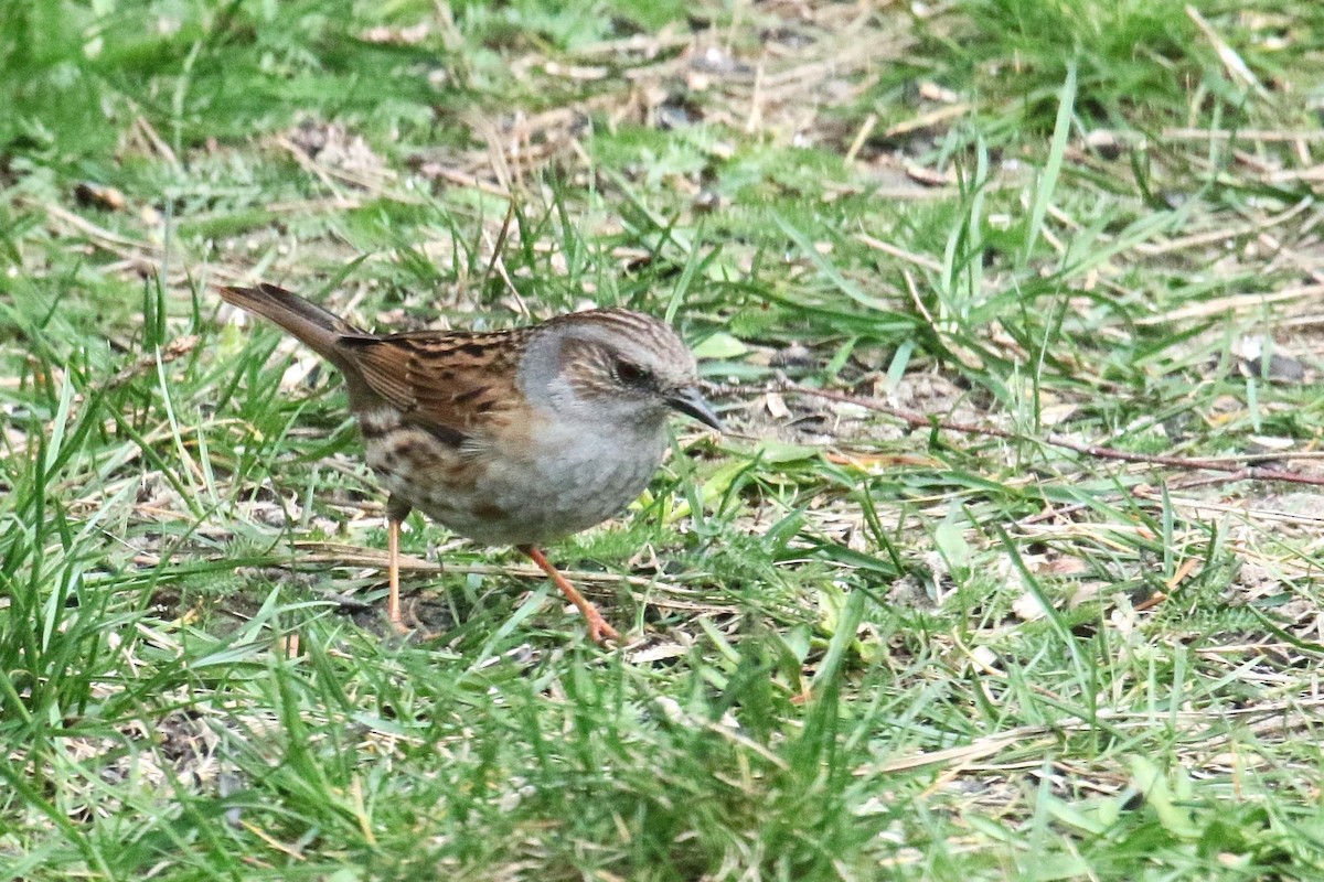 Dunnock - ML646863830