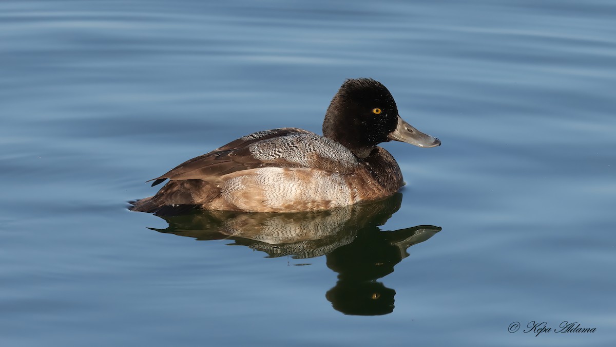 Lesser Scaup - ML646863831