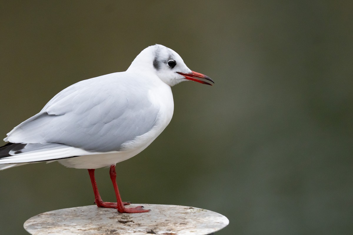 Black-headed Gull - ML646863833