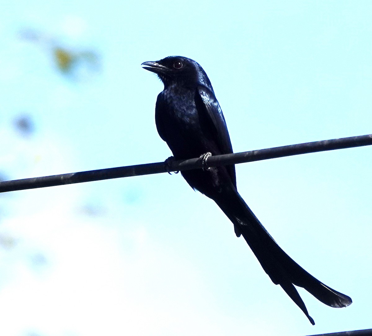 Black Drongo - ML646863834