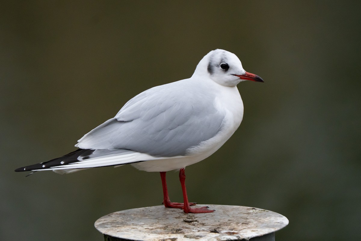 Black-headed Gull - ML646863835
