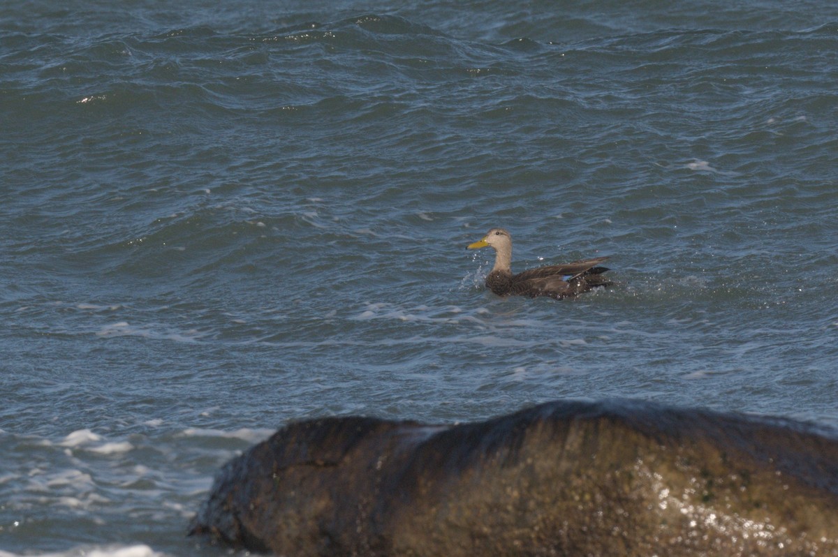 Ánade Sombrío - ML646863839