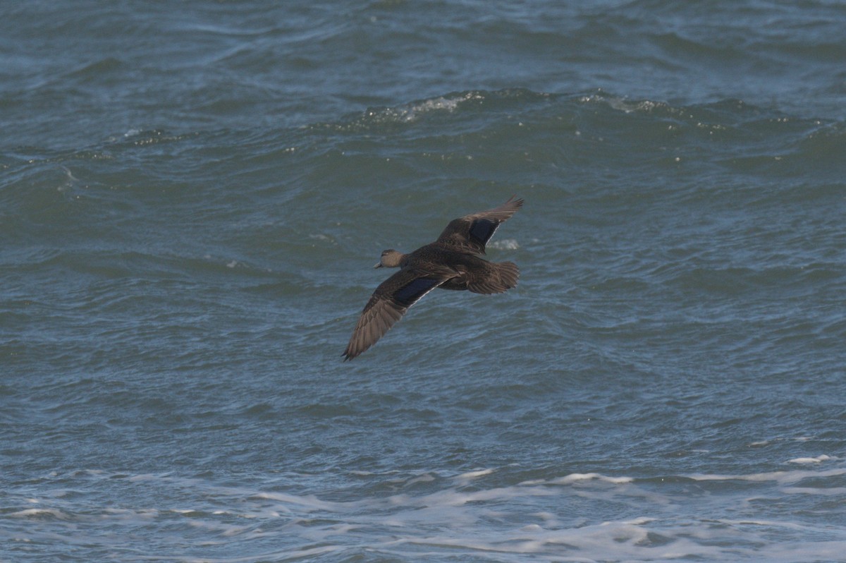 Ánade Sombrío - ML646863840