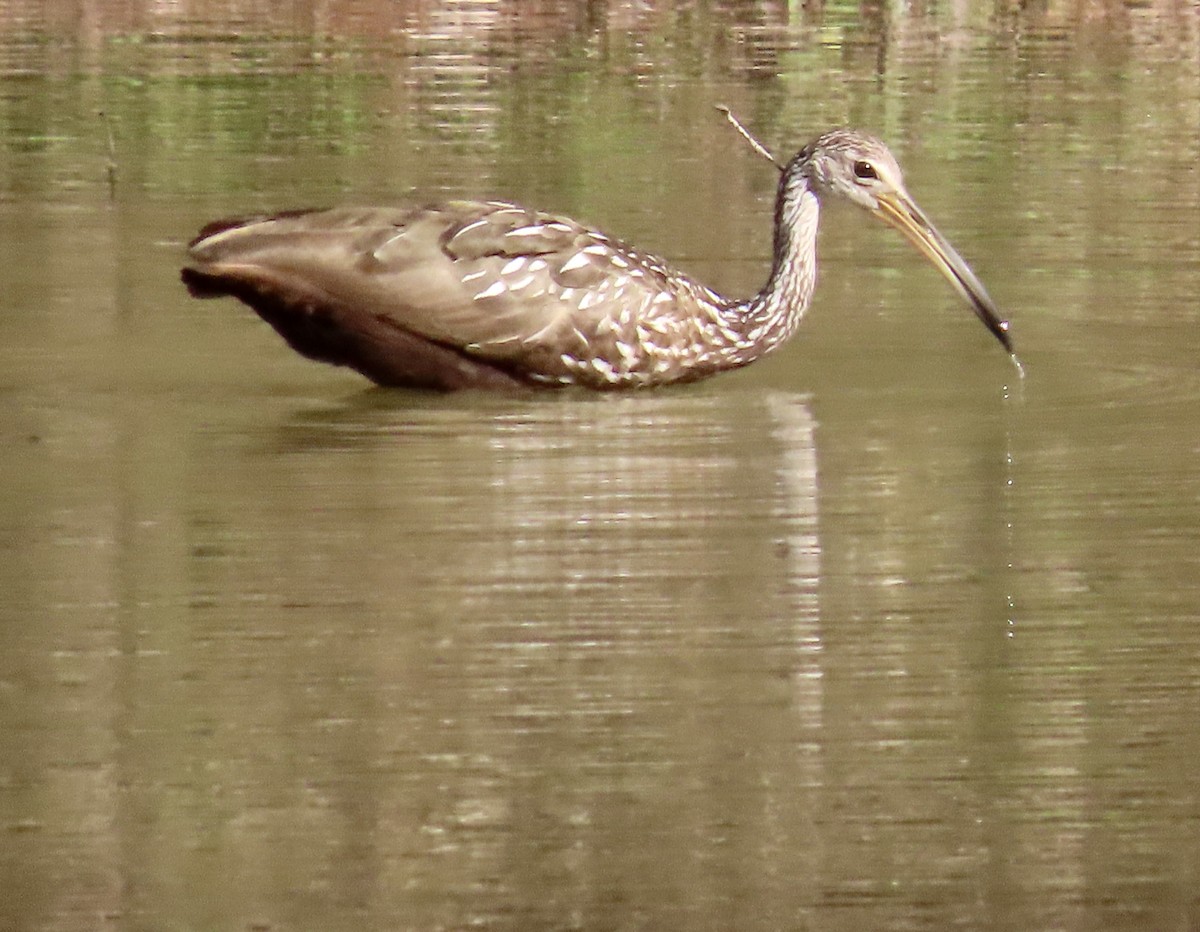 kurlan chřástalovitý - ML646863844