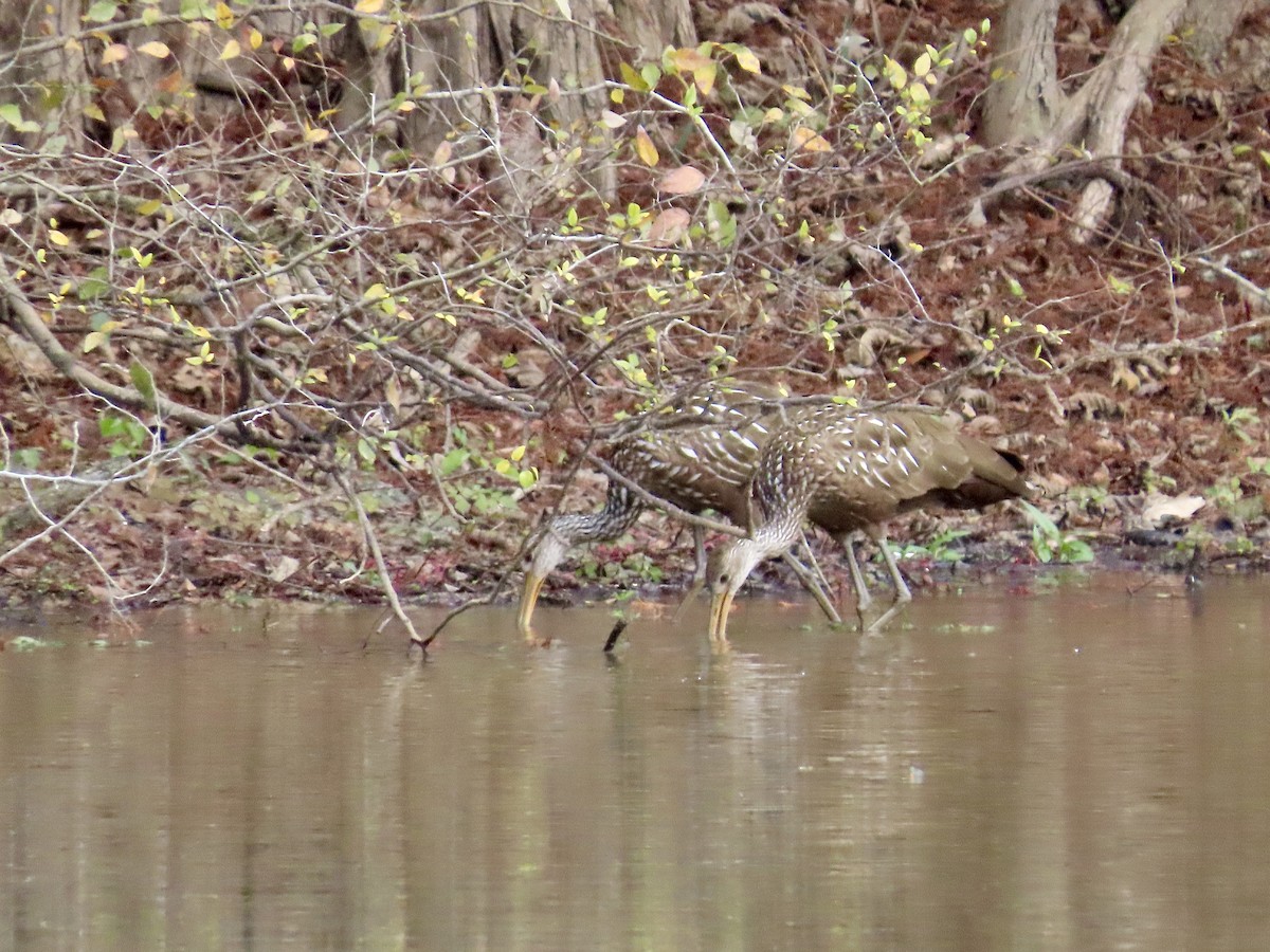 kurlan chřástalovitý - ML646863845