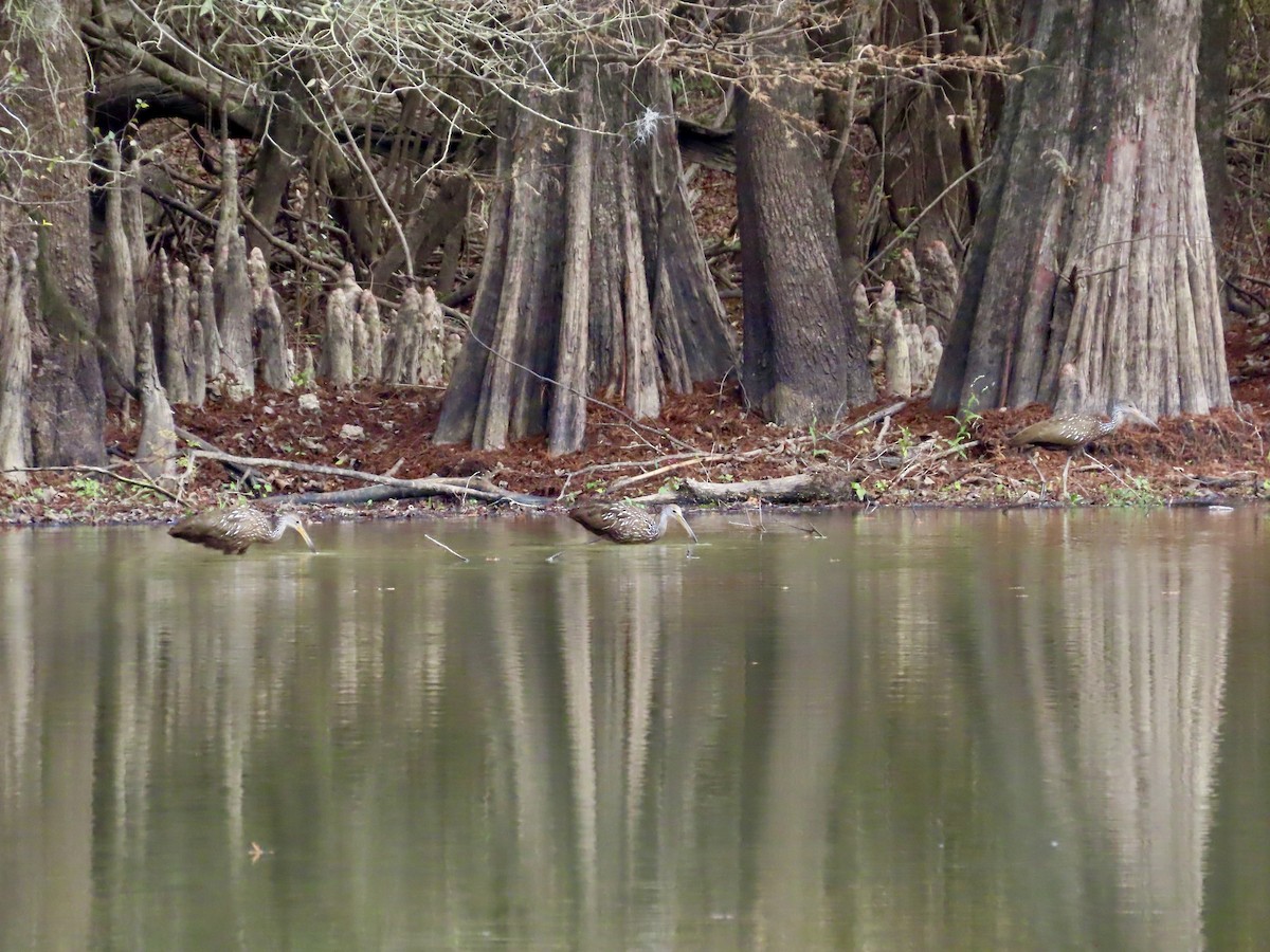 kurlan chřástalovitý - ML646863846