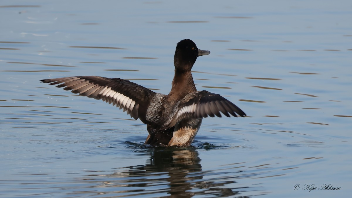 Lesser Scaup - ML646863847
