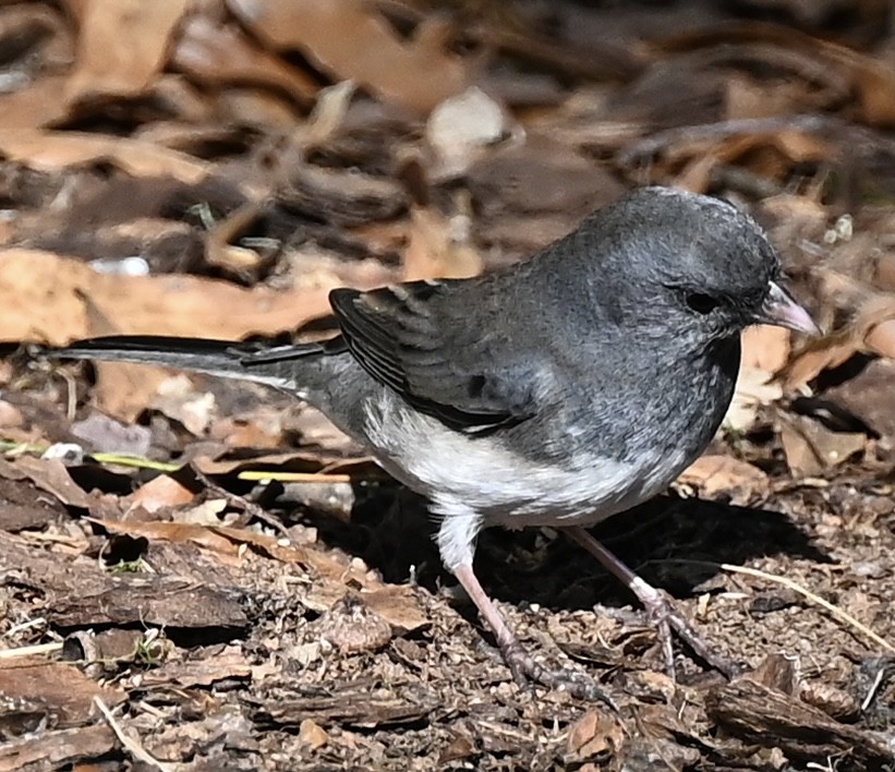 Dark-eyed Junco - ML646863848