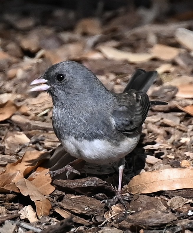 Dark-eyed Junco - ML646863849