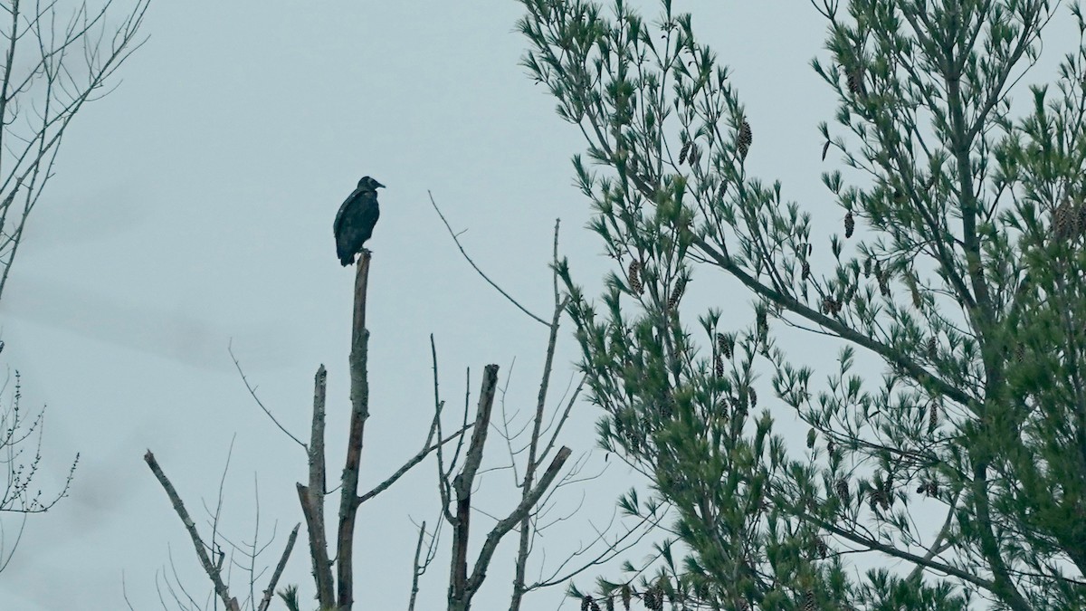 Катарта чорна - ML646863850