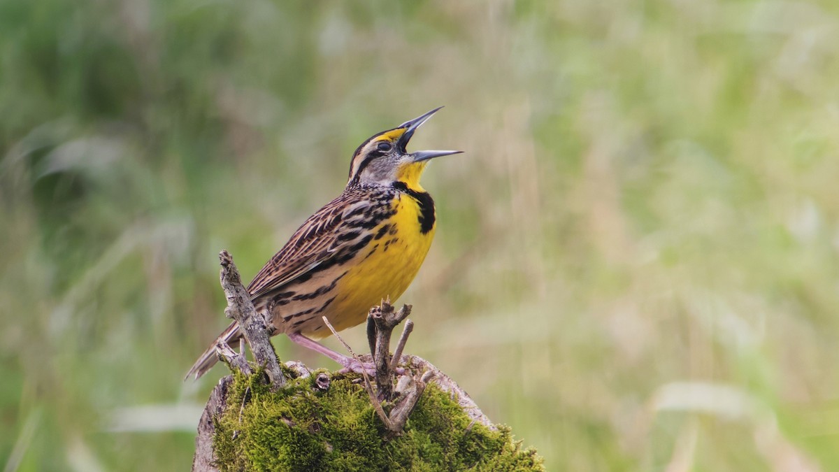 Sturnelle des prés - ML646863851