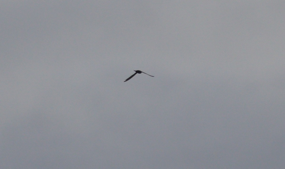 Common Swift - ML646863853