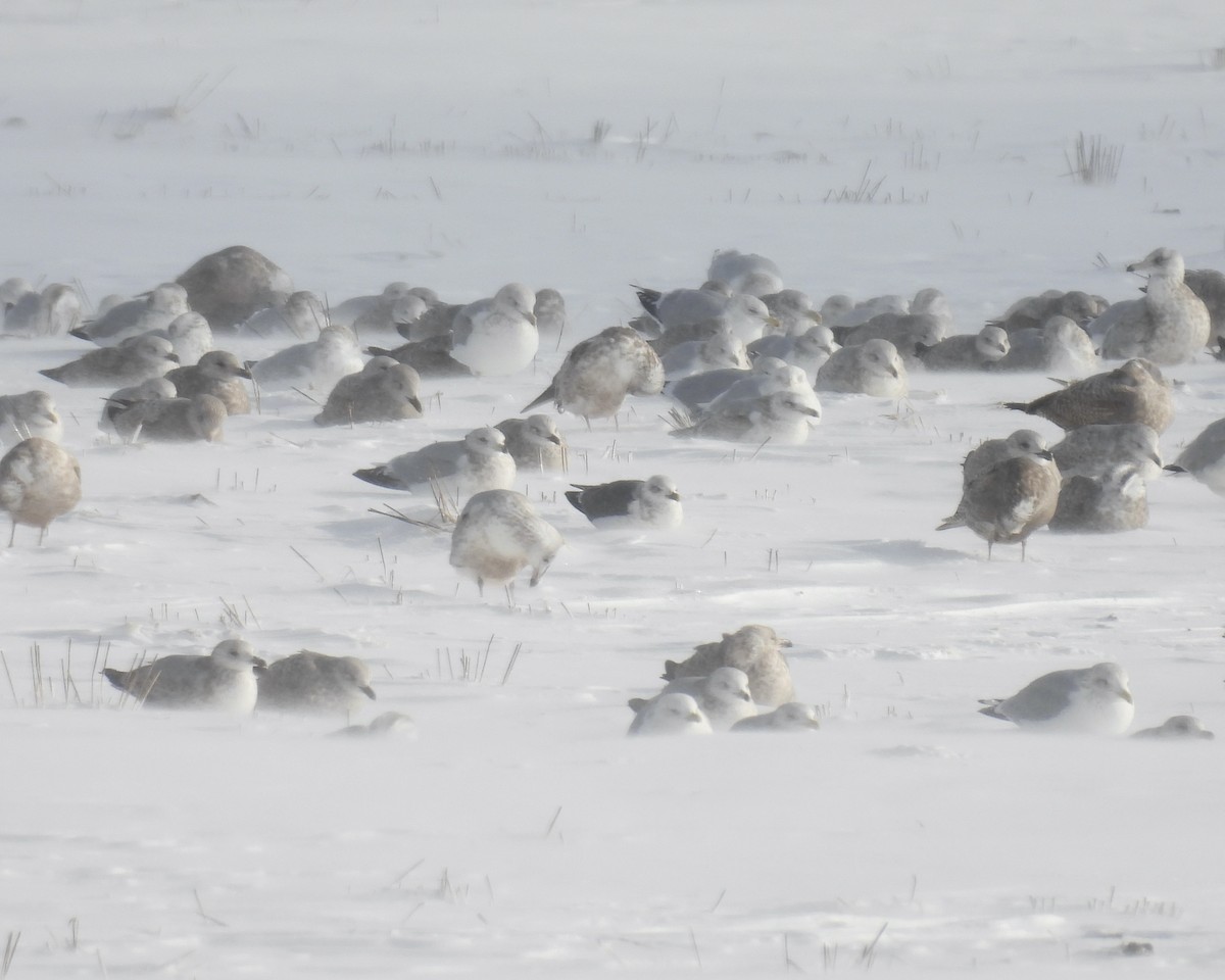 Lesser Black-backed Gull - ML646863856