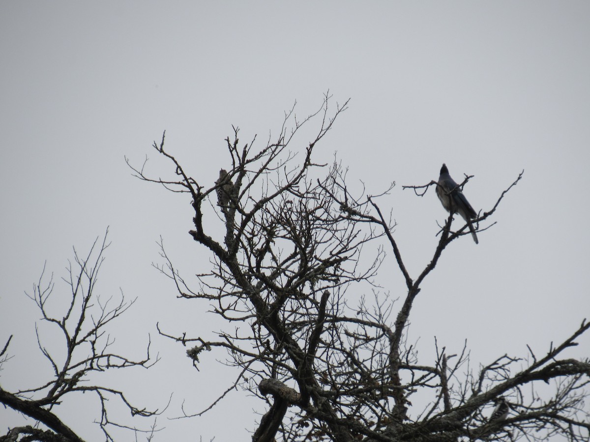 Blue Jay - ML646863857