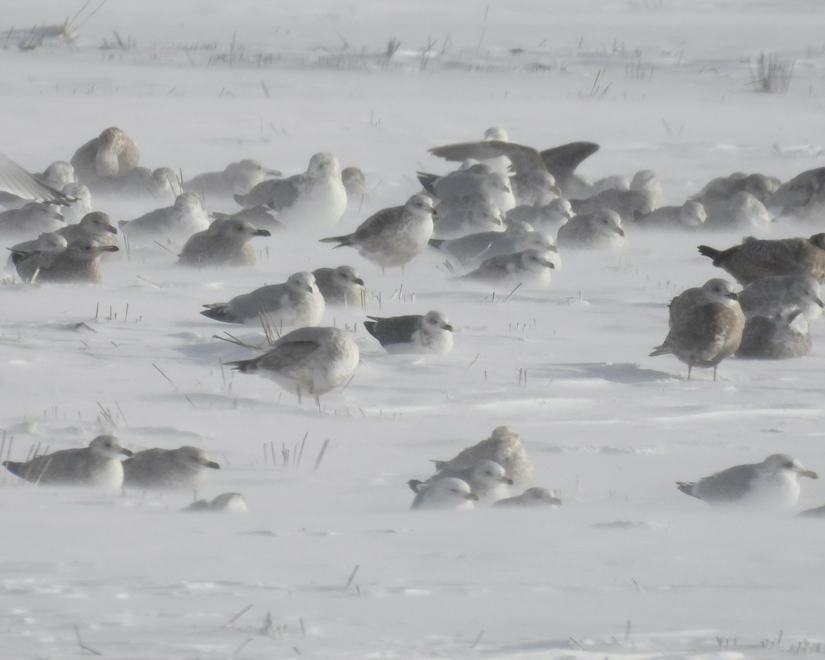 Lesser Black-backed Gull - ML646863859