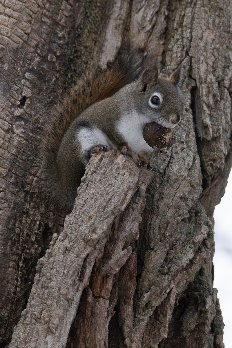 American Red Squirrel - ML646863868