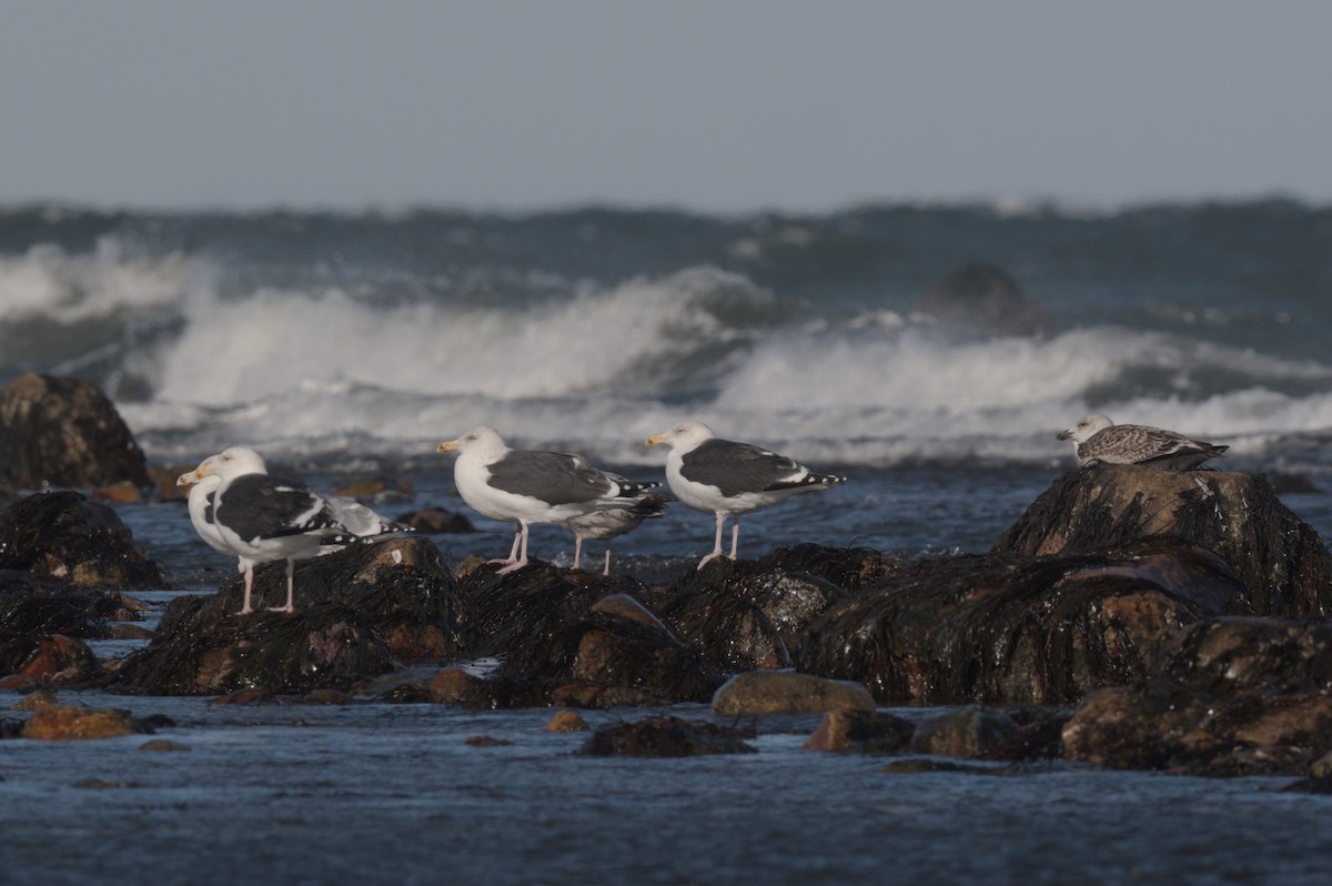 Great Black-backed Gull - ML646863869