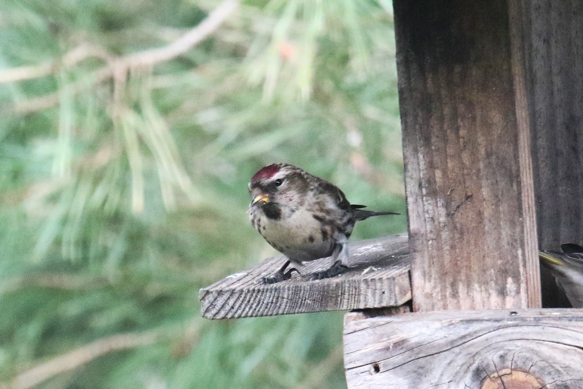 Redpoll - ML646863870
