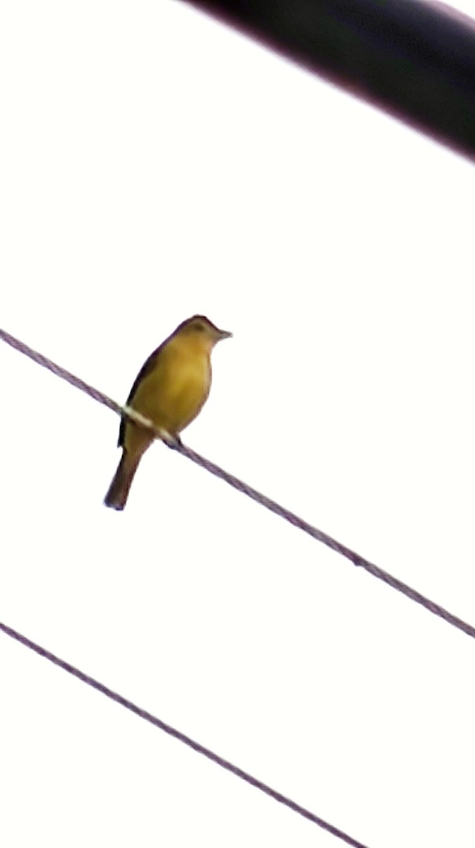 Summer Tanager - ML646863878