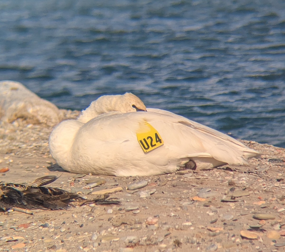 Trumpeter Swan - ML646863879