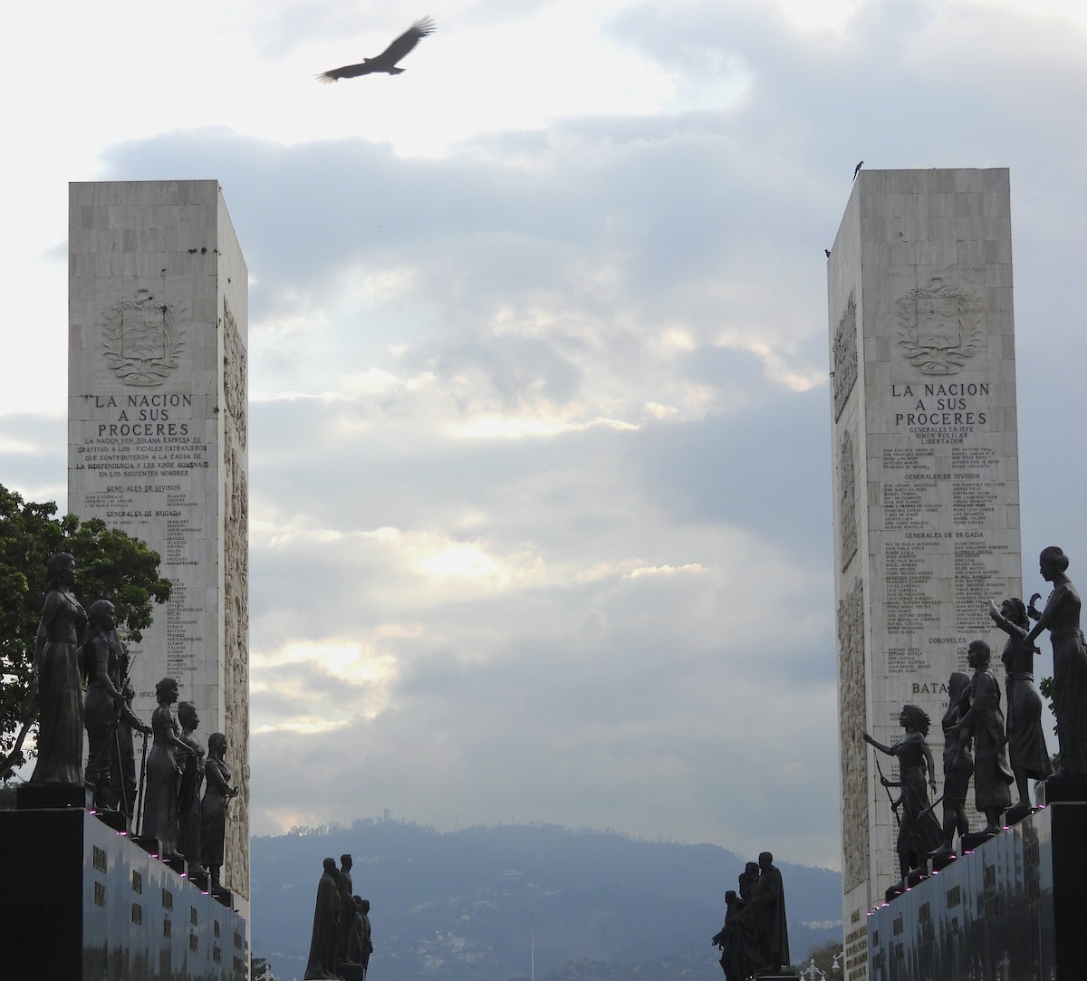 Катарта чорна - ML646863880